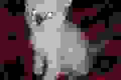 Savannah F-6C Snow Male DOB 3-17-21