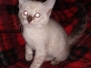 Savannah F-6C Snow Male DOB 3-17-21