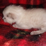 Savannah male F-6C snow DOB 3-17-21