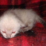 Savannah male F-6C snow DOB 3-17-21
