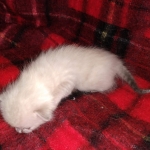 Savannah male F-6C snow DOB 3-17-21