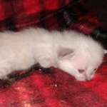 Savannah male F-6C snow DOB 3-17-21