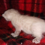 Savannah male F-6C snow DOB 3-17-21