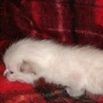 Savannah male F-6C snow DOB 3-17-21