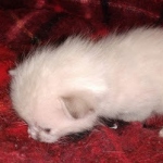 Savannah male F-6C snow DOB 3-17-21