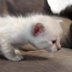 Savannah male F-6C snow DOB 3-17-21