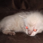 Savannah male F-6C snow DOB 3-17-21