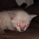 Savannah male F-6C snow DOB 3-17-21