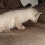 Savannah male F-6C snow DOB 3-17-21