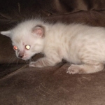 Savannah male F-6C snow DOB 3-17-21