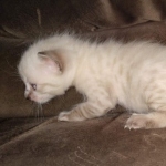 Savannah male F-6C snow DOB 3-17-21