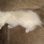Savannah male F-6C snow DOB 3-17-21