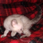 Savannah male F-6C snow DOB 3-17-21