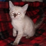 Savannah male F-6C snow DOB 3-17-21