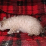 Savannah male F-6C snow DOB 3-17-21