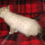 Savannah male F-6C snow DOB 3-17-21