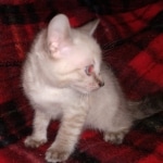 Savannah male F-6C snow DOB 3-17-21