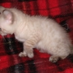 Savannah male F-6C snow DOB 3-17-21