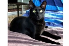 Sameen, Savannah, F-6SBT, Black on Black, Female DOB 4-201-7