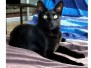 Sameen, Savannah, F-6SBT, Black on Black, Female DOB 4-201-7