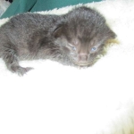 Savannah, F-6SBT, Black on Black, Female, DOB 4-20-17