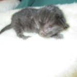 Savannah, F-6SBT, Black on Black, Female, DOB 4-20-17