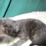 Savannah, F-6SBT, Black on Black, Female, DOB 4-20-17