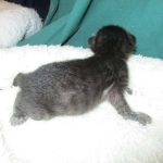 Savannah, F-6SBT, Black on Black, Female, DOB 4-20-17