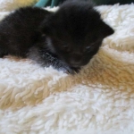 Savannah, F-6SBT, Black on Black, Female, DOB 4-20-17