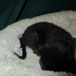 Savannah, F-6SBT, Black on Black, Female, DOB 4-20-17