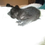 Savannah, F-6SBT, Black on Black, Female, DOB 4-20-17