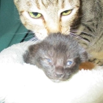 Savannah, F-6SBT, Black on Black, Female, DOB 4-20-17