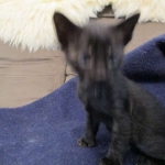 Savannah, F-6SBT, Black on Black, Female, DOB 4-20-17