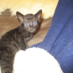 Savannah, F-6SBT, Black on Black, Female, DOB 4-20-17