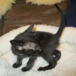 Savannah, F-6SBT, Black on Black, Female, DOB 4-20-17