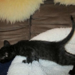 Savannah, F-6SBT, Black on Black, Female, DOB 4-20-17