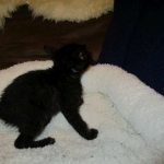 Savannah, F-6SBT, Black on Black, Female, DOB 4-20-17