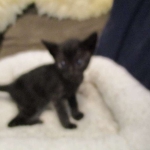 Savannah, F-6SBT, Black on Black, Female, DOB 4-20-17