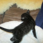 Savannah, F-6SBT, Black on Black, Female, DOB 4-20-17