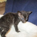 Savannah, F-6SBT, Black on Black, Female, DOB 4-20-17