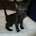 Savannah, F-6SBT, Black on Black, Female, DOB 4-20-17