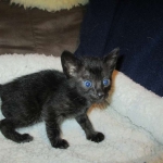 Savannah, F-6SBT, Black on Black, Female, DOB 4-20-17