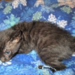 Savannah, F-6SBT, Black on Black, Female, DOB 4-20-17