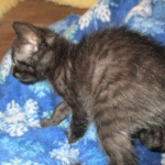 Savannah, F-6SBT, Black on Black, Female, DOB 4-20-17