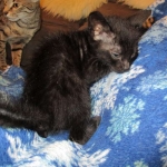 Savannah, F-6SBT, Black on Black, Female, DOB 4-20-17