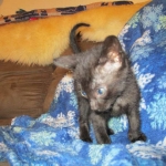 Savannah, F-6SBT, Black on Black, Female, DOB 4-20-17