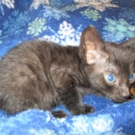 Savannah, F-6SBT, Black on Black, Female, DOB 4-20-17