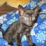 Savannah, F-6SBT, Black on Black, Female, DOB 4-20-17