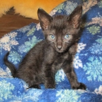 Savannah, F-6SBT, Black on Black, Female, DOB 4-20-17