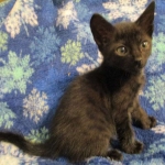 Savannah, F-6SBT, Black on Black, Female, DOB 4-20-17